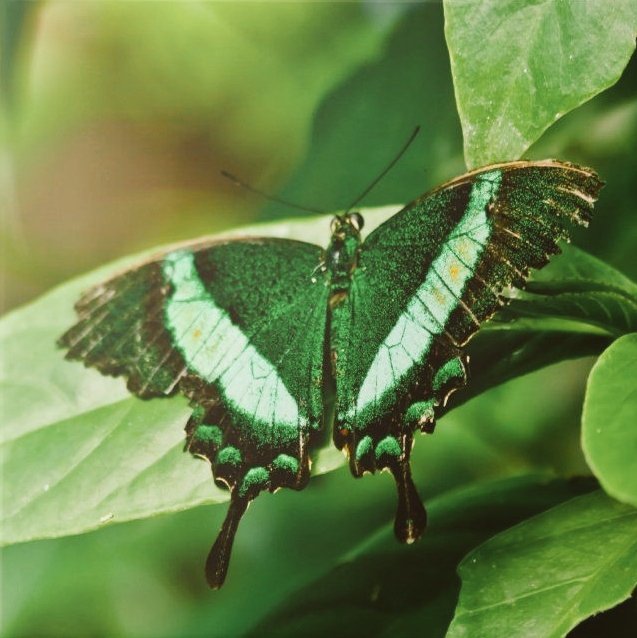 JHope as butterfly  a beautiful thread~