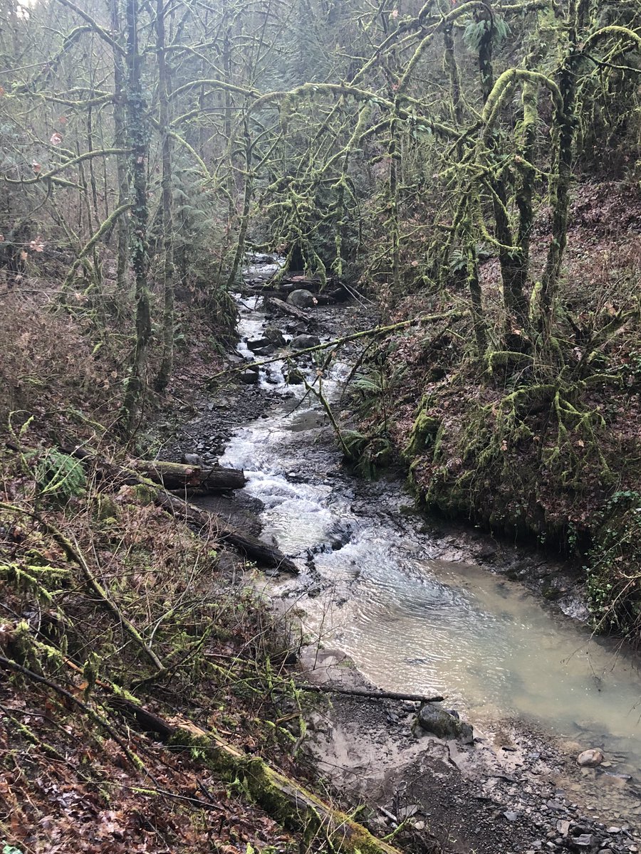 d8ob's tweet photo. #RunningStreak day 1846, tired:

https://t.co/WcLAu02Y96

YTD #running 569km/355mi

#ForestPark #Oregon #Portland #run #RunChat #RunEveryDay #RunningEveryDay #RunStreak #RunTheYear #RunTheYear2021 #RunTheYearThrice #RunTheYearTwice #SeenOnMyRun #ThankfulForTodayComeWhatMay https://t.co/C0kG5xrxrn