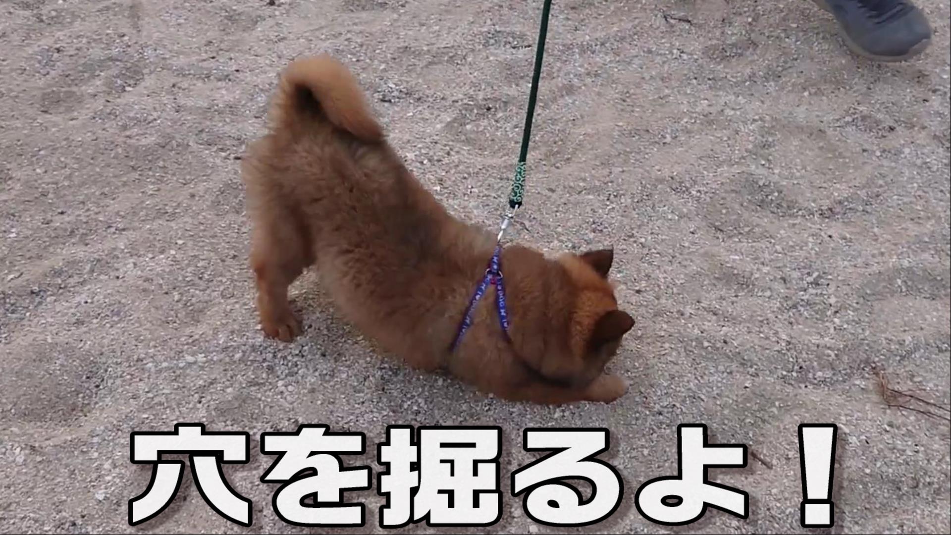 島犬デミくん 穴を掘りたいのに前に進んじゃう幼き日のデミくん T Co R1cw68b8tv 穴掘り ビーチで遊ぶ子犬 保護犬 保護犬を家族に いぬのきもち 犬好きさんと繋がりたい T Co Wpoql1eria Twitter