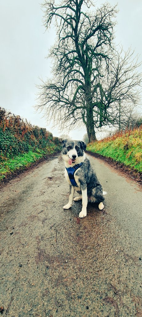 _E_T_G_'s tweet photo. #Collie walk around Abergavenny trying his new harness out #Eagloo #Wales #BorderCollie #Sheepdog #BlueMerle https://t.co/daewPiu8TX