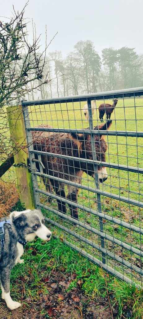 _E_T_G_'s tweet photo. #Collie walk around Abergavenny trying his new harness out #Eagloo #Wales #BorderCollie #Sheepdog #BlueMerle https://t.co/daewPiu8TX