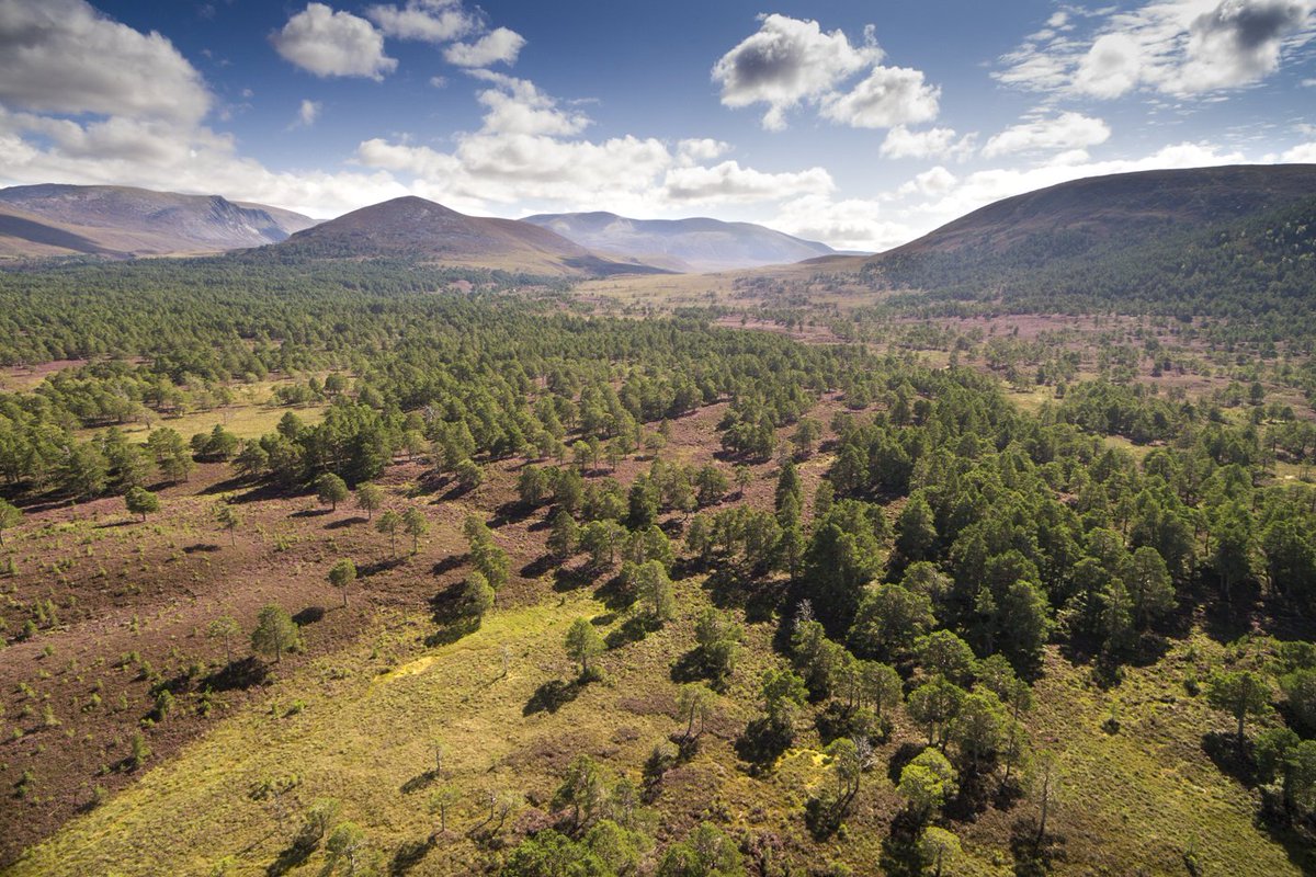 ScotlandTBP's tweet photo. #Rewilding promotes the restoration &amp; recovery of our natural environment, building the conditions for nature to take care of itself.

Rewilding can help us solve our nature &amp; climate crises, find out how by joining @ScotRewilding free event on 17 Feb: https://t.co/0i7RfyzcyX https://t.co/BCKGR9F29K