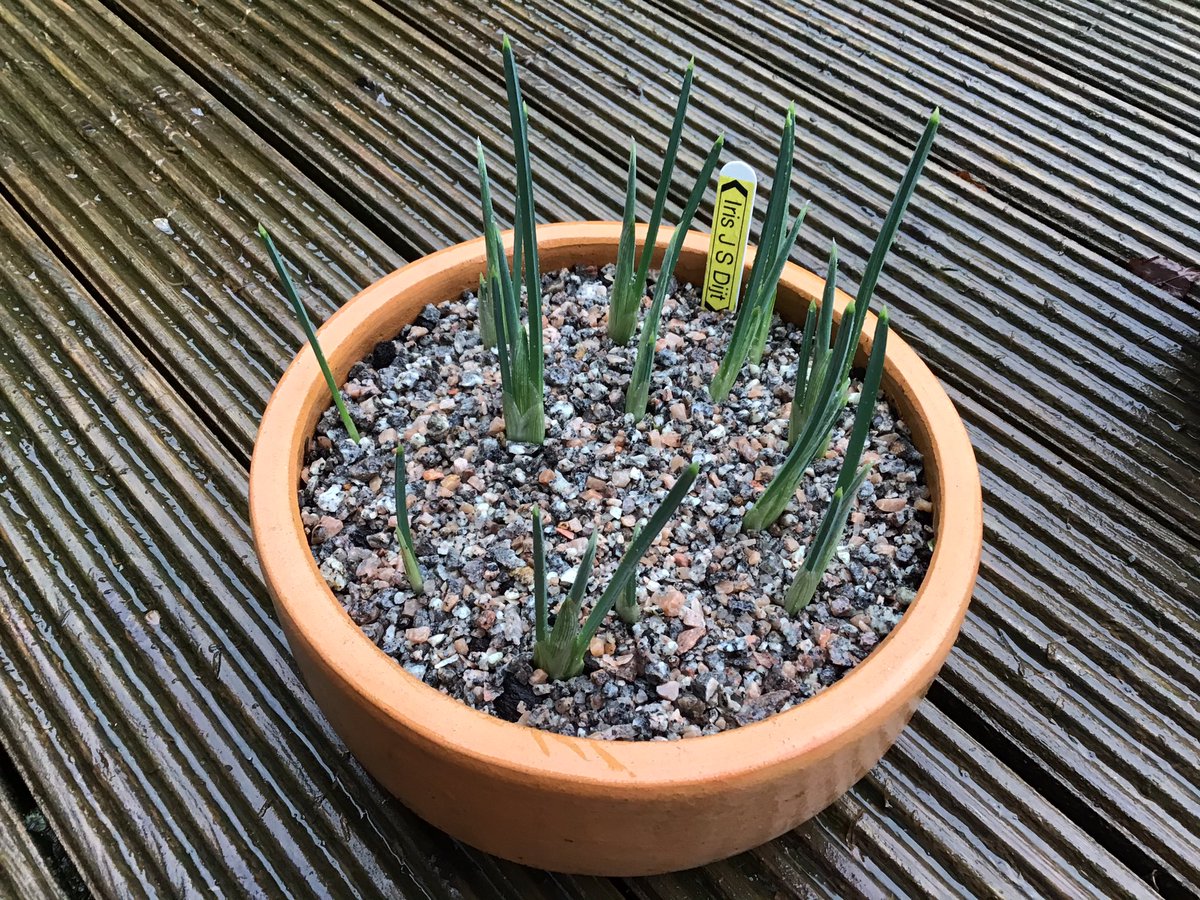 robsonandcowan's tweet image. You have a flower Jan yeah,the Irises in this garden are a bit off flowering yet #NoSpringHere yet ☹️