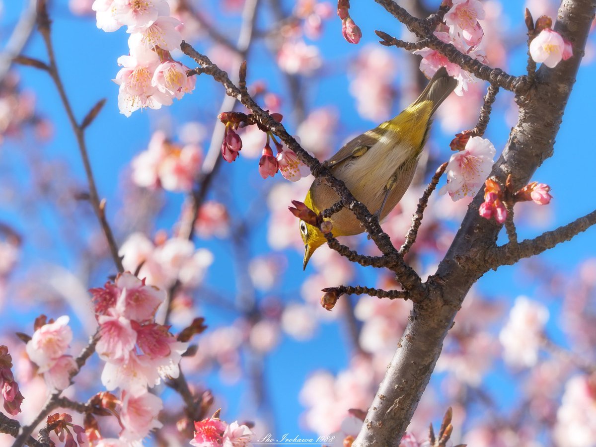 Sho Irokawa 日立紅寒桜とメジロ 一足早く咲き始める日立紅寒桜 美しいピンク色が特徴の日立固有の寒桜です 寒桜の花を目当てに飛んでくるメジロがとても可愛いのです 日立市 日立紅寒桜 桜 メジロ 茨城は美しい 茨城の桜 Olympus マイクロ Sho Irokawa 日立紅寒桜とメジロ 一足早く咲き始める日立紅寒桜 美しいピンク色が特徴の日立固有の寒桜です 寒桜の花を目当てに飛んでくるメジロがとても可愛いのです 日立市 日立紅寒桜 桜 メジロ 茨城は美しい 茨城の桜 Olympus マイクロ