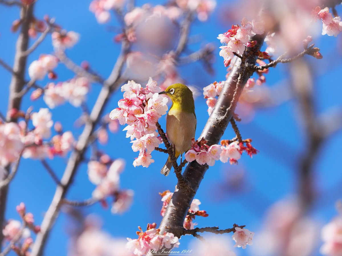 Sho Irokawa 日立紅寒桜とメジロ 一足早く咲き始める日立紅寒桜 美しいピンク色が特徴の日立固有の寒桜です 寒桜の花を目当てに飛んでくるメジロがとても可愛いのです 日立市 日立紅寒桜 桜 メジロ 茨城は美しい 茨城の桜 Olympus マイクロ