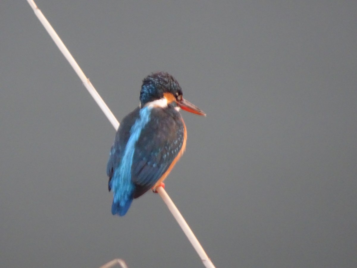 八ツ屋大池公園のカワセミ 2021年1月~3月 - min.t (ミント)