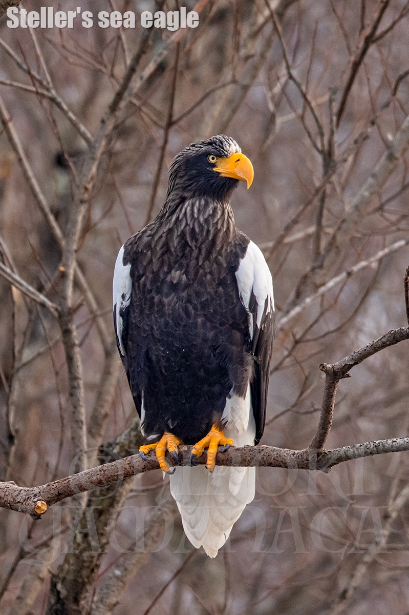 かっこ良過ぎでしょ✨

#オオワシ 
#Stellersseaeagle
#北海道
#野鳥
#EOSR5
#bird