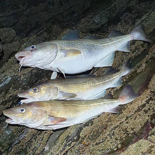 NDAnglingnews's tweet photo. https://t.co/8YI8QWfmfg
#northdevon #cod #codling https://t.co/EpCWRD8ImC