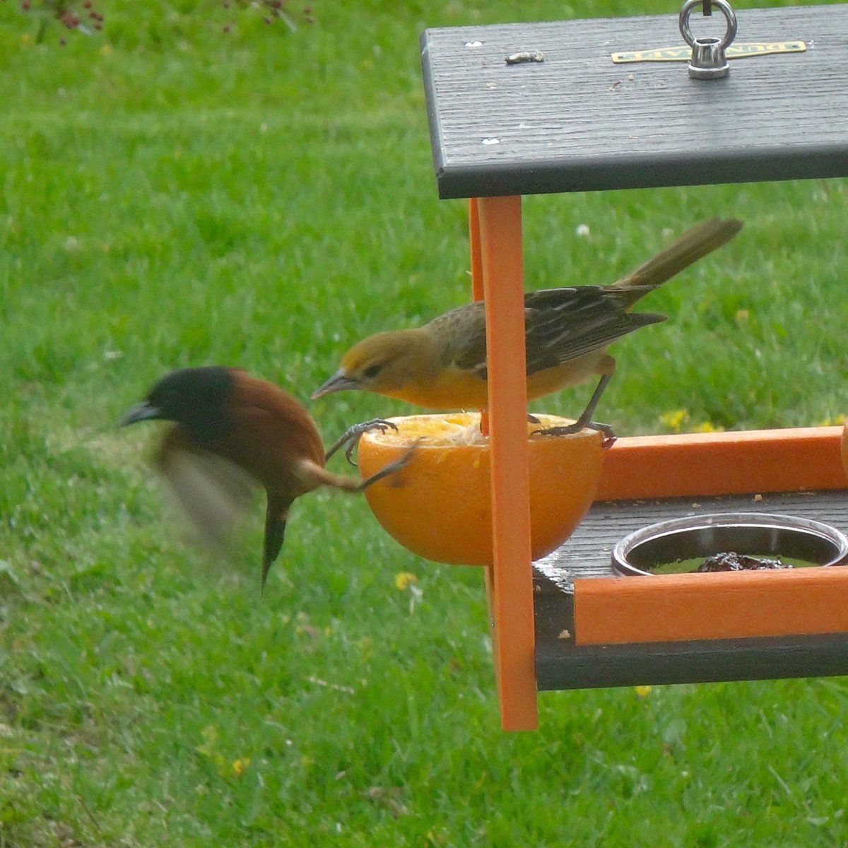 'It's mine!' Orchard oriole vs. Lady Baltimore oriole (summer of 2020) #birds #fight #NaturePhotography #nature #naturelovers #naturelover #wildlife #wildlifephotography #BirdFight #backyard #BackyardWildlife #orioles #MigratingBirds #FeedingBirds