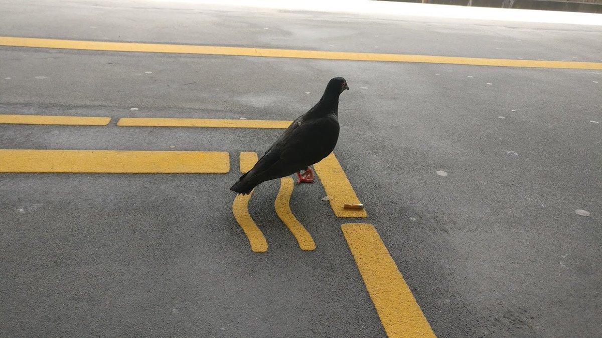 raucher taube in essen 21.6.17