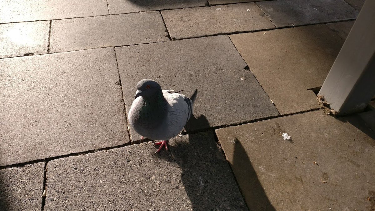 swag taube in köln 1.12.17