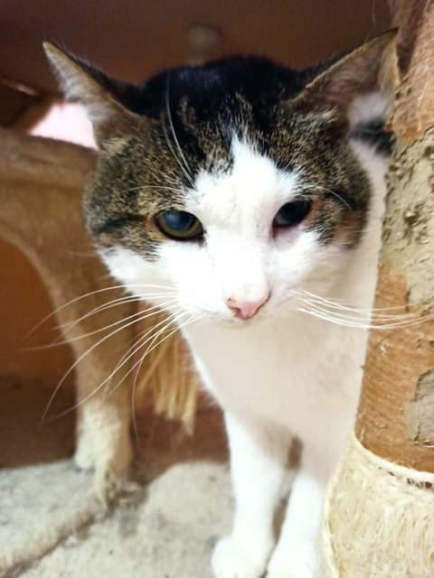 ROCKY da Caserta. 🆘🆘🆘
Questo Gattone Era Un Randagio fino a quando lo catturammo per rimetterlo in sesto! Da 3 Anni Vive in una Stanza di un Piccolo Rifugio!
Bellissimo, Buonissimo, ha 6 Anni, Castrato, Vaccinato.
Lo Aiutiamo a Trovare una Casa? 🙏🏠
Per Info 3495763826. ⚠️⚠️