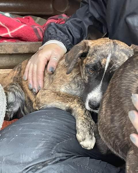 Il Piccolo LAGER ha Solo 2 Mesi e Mezzo, Simil Pit. Non Facciamolo Crescere in un Box! 💔🙏 Tolto da una Bruttissima Situazione. Ora sta Ritrovando la Tranquillita'! 
Si Cerca Famiglia per Lui! ⚠️
Si trova a Bari ma Arriva anche al Centro Nord Italia.
Info al 3426710588. 🆘🆘🆘