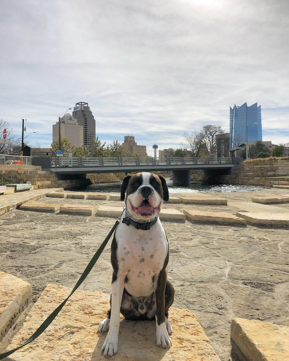 dogfriendlySA's tweet photo. Hello weekend! โ๏ธ Tag us in your weekend adventures to get featured on our pageโค๏ธ #dogfriendlysa
๐ท @cashdixontheboxer https://t.co/IXhbnvDyJ0