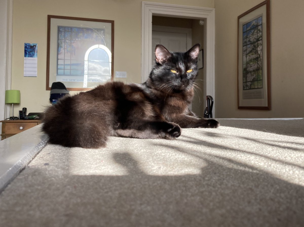 A regal bearing? Who? Me? Oh, if you insist... #Caturday #CatsOfTwitter