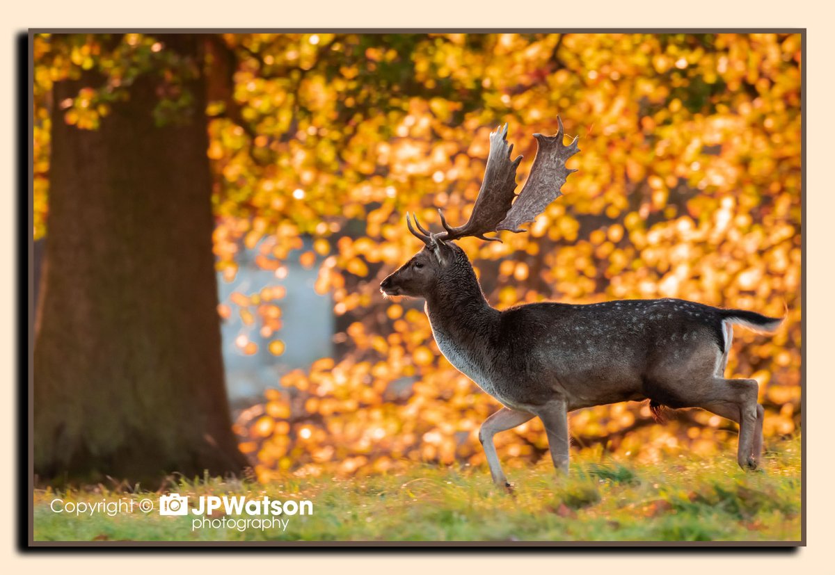 jpwatsonphoto's tweet photo. Fallow Buck with autumnal background photographed at Studley Royal Deer park near Ripon. North Yorkshire. #deer #Autumn #Stag #Buck #studleyroyal #photography #photograph #Yorkshire https://t.co/JBXI3RBVwu