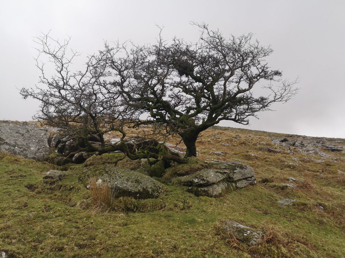 I'm pretty sure there's a flying pony's nest in the top of that tree.  @jabberworks  @philipreeve1