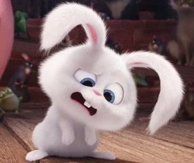 *confused bunny*