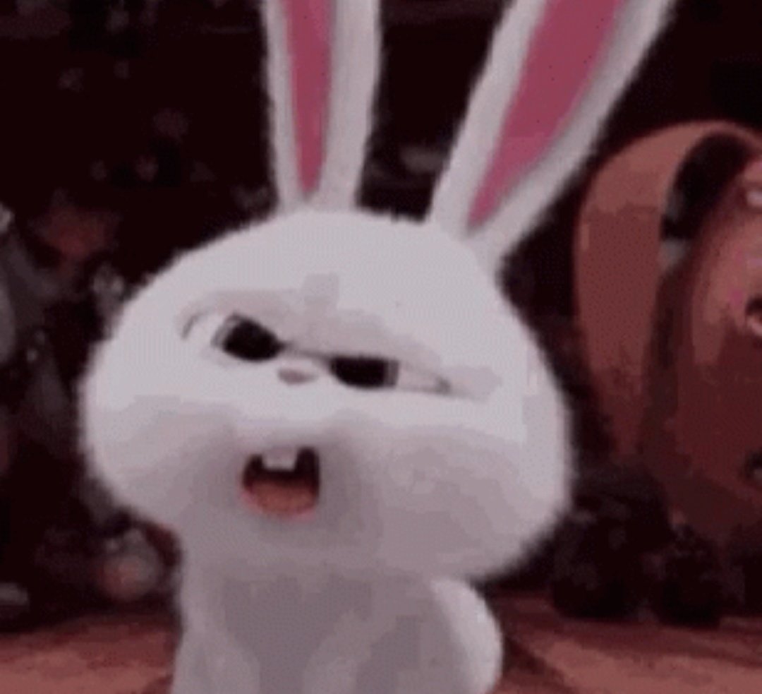 *confused bunny*