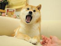 On Feb 23rd, 2010, Japanese kindergarten teacher Atsuko Sato shared photos of her dog 'Kabosu' on her blog.