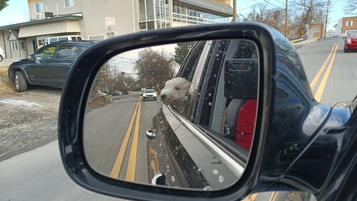 EdwardLawrence's tweet photo. Doggie Bliss #AussiePoo https://t.co/sTMFp2uXoJ