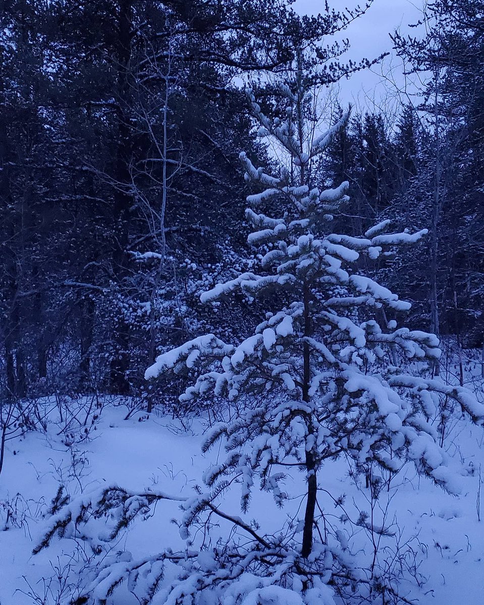 UpNorthMatt1's tweet photo. Early morning walk down a snowmobile trail after a fresh snowfall...plus it's the weekend.   Does it get any better?
.
.
.
#upnorthmatt #bordercolliephotos #bordercolliesoftheworld #bordercolliesofinstagram #bordercollieoftheday #snow #forest #forestphotography #forestmagic https://t.co/Raa3nXE1rM