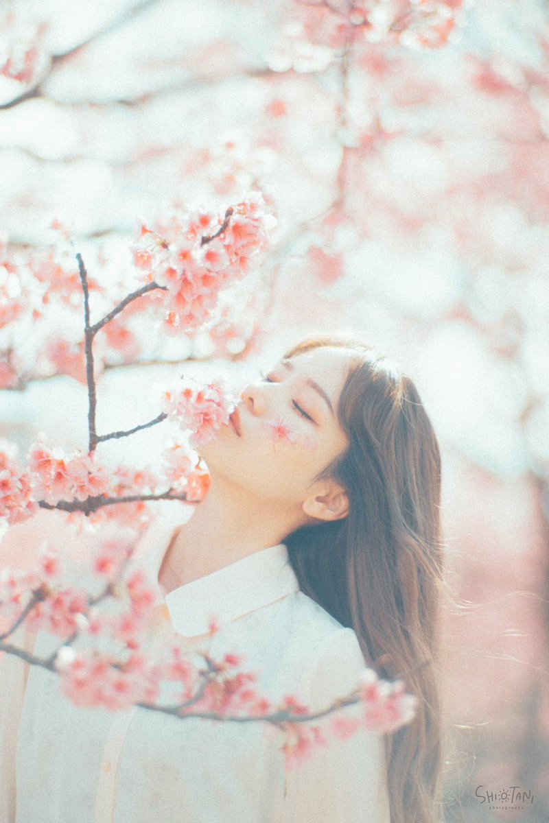 piiinattsu0903's tweet photo. 待ちに待った念願の
桜撮影に今帰仁城跡へ行ってきました🌸

やっぱり、薄ピンクか白い桜がいいな〜
本土の桜みてみたい🥺🥺🤍🤍 https://t.co/koHab4aHYu
