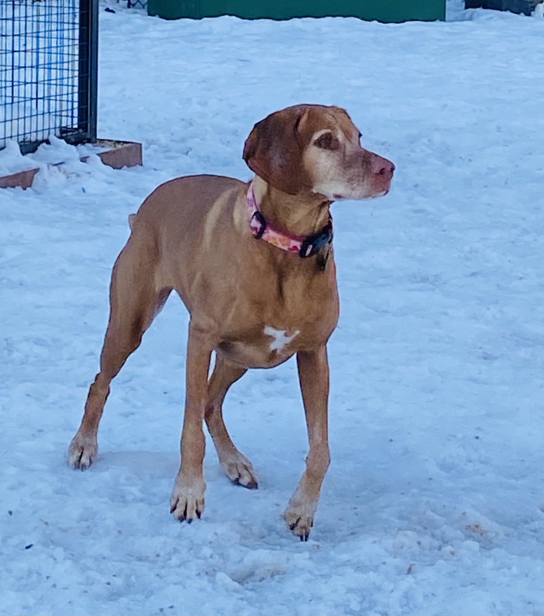 Nicolle Wallace tweet media