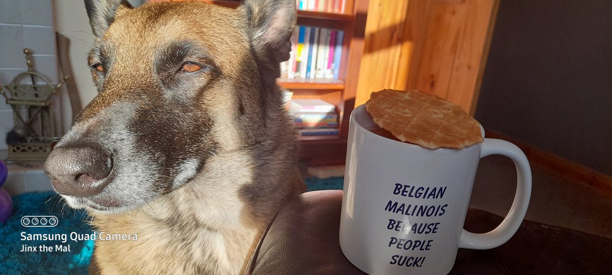 planet9art's tweet photo. @JinxMal on guard. #Malinois #donttouch https://t.co/2UK2NlNI7p