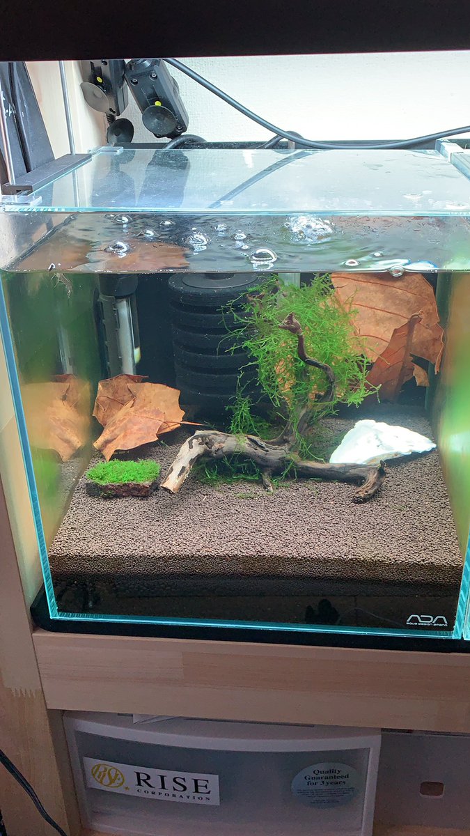 稚エビ出て来てますよ！エーハイム2213付！45cm x 45cm x 45cm水槽