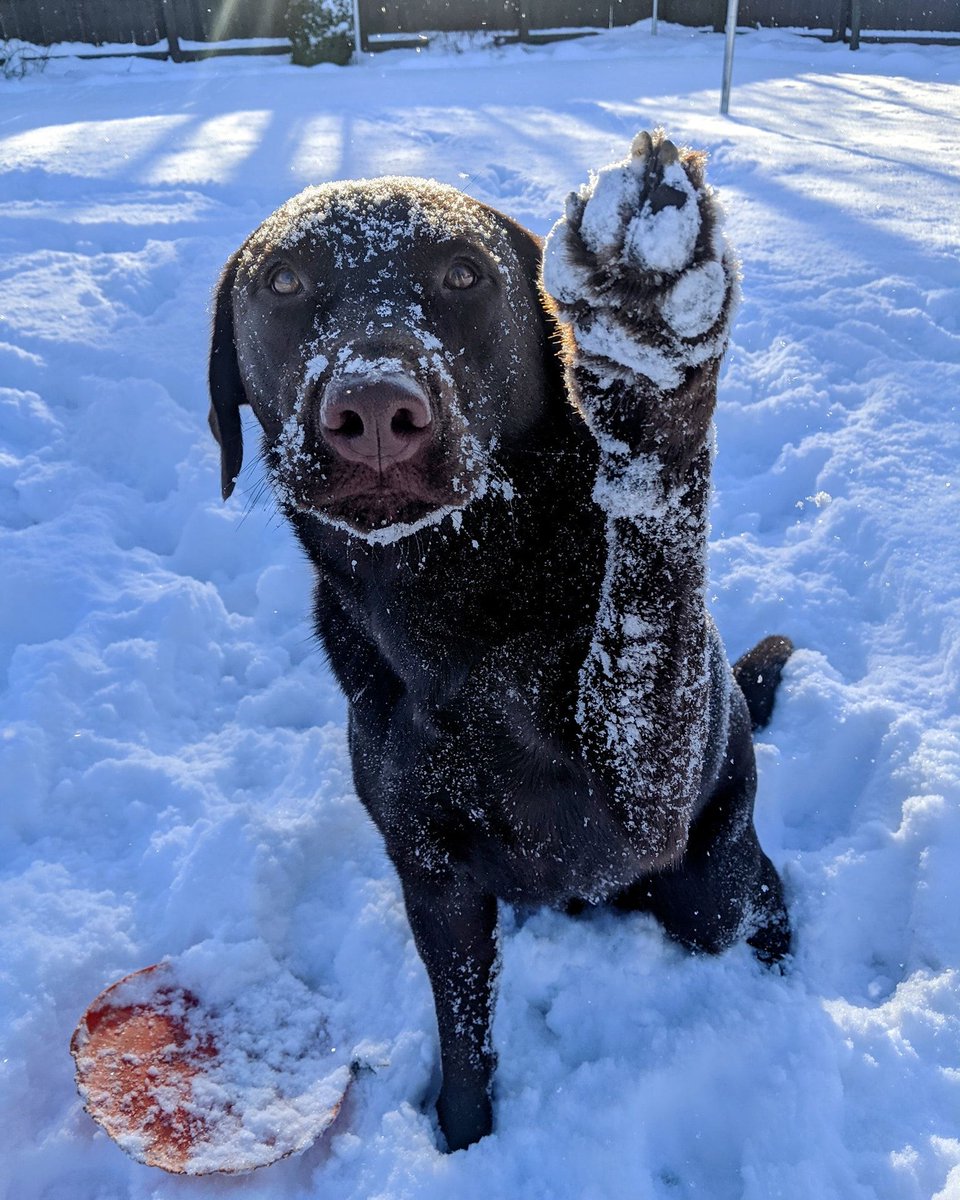 Dog Bless You tweet media