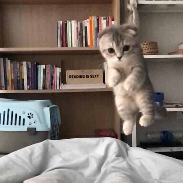 พี่จิ๋วมาแล้วงับบบบบบบบ