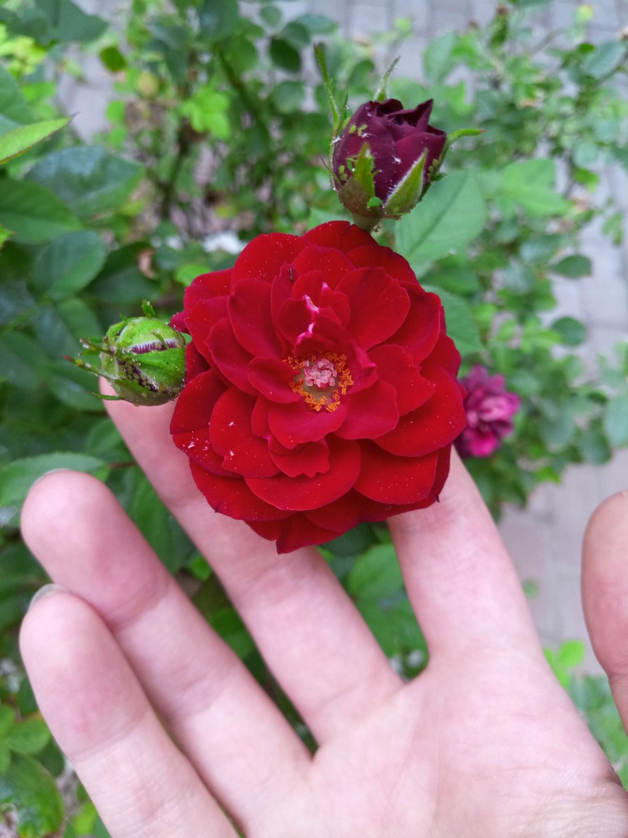 а также злаки с листьями и травы благоуханные. [55/12]

(фото от меня) 😊🌹
#коран