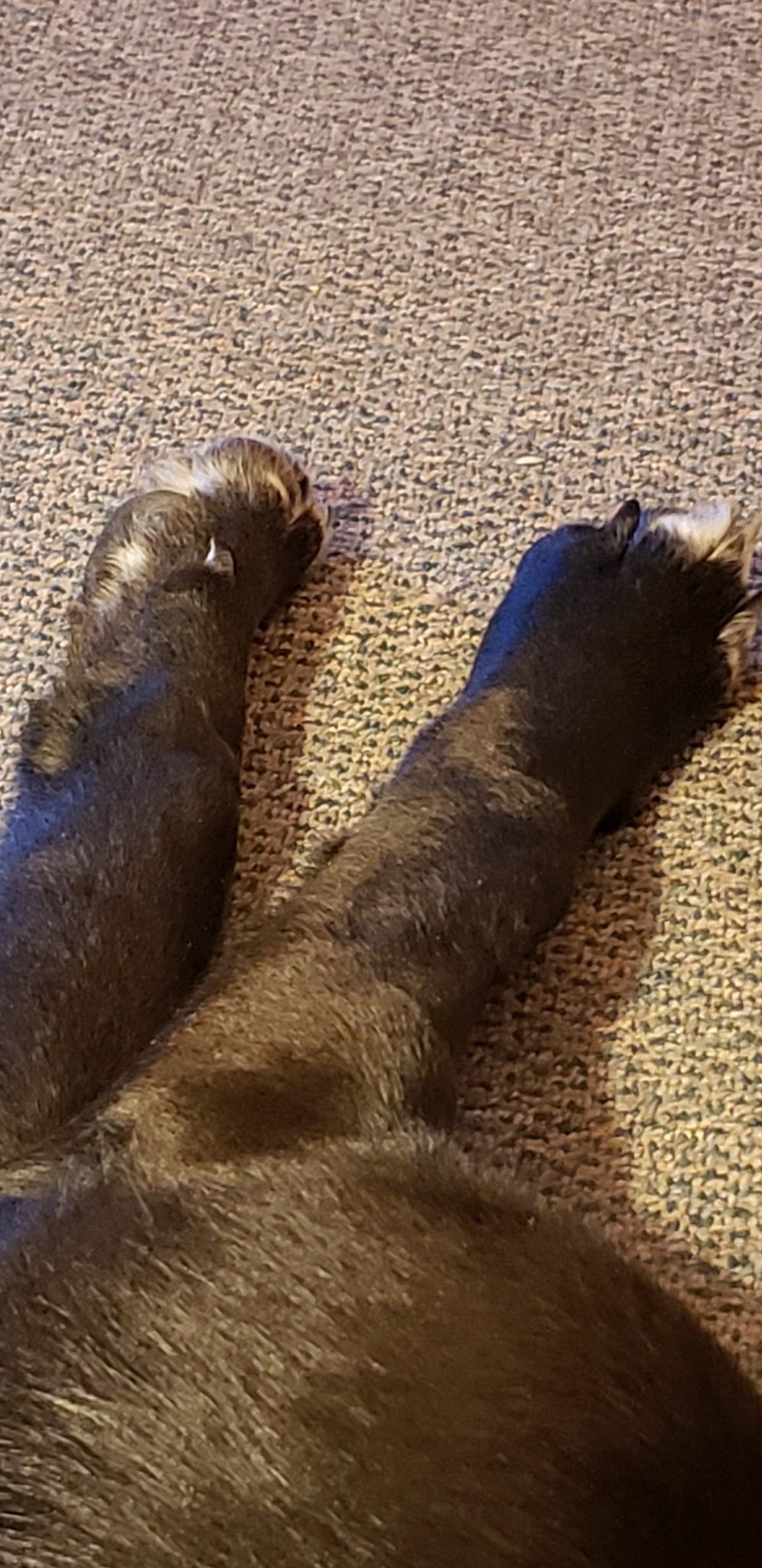 Rebecca Bronson on Twitter "DogTele Paws in 🙏 https//t.co/lkPbCJ0XcE