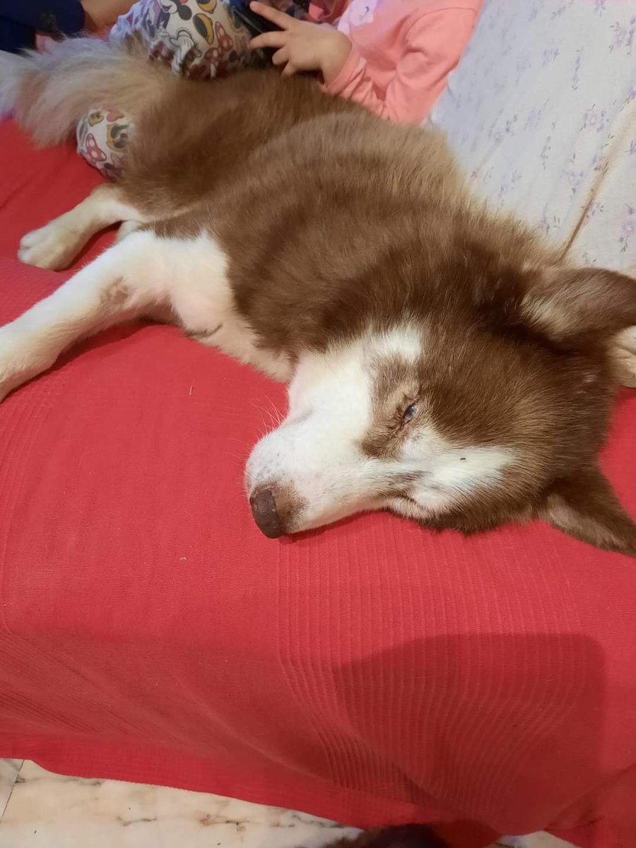 Defensa Animal Palentina (@defenpal) on Twitter photo Zeus🐶 El ojazos de la familia #dap de casi 11 años. Muy bueno y sociable con otros perros. Aún espera una #casadeacogida o familia definitiva.
👉Mi historia: bit.ly/2Mw9Egh
📲 667849696
📩 gestiondap@gmail.com
#husky #acoge #adopta #protectora #donacion #colaboracion Zeus🐶 El ojazos de la familia #dap de casi 11 años. Muy bueno y sociable con otros perros. Aún espera una #casadeacogida o familia definitiva.
👉Mi historia: bit.ly/2Mw9Egh
📲 667849696
📩 gestiondap@gmail.com
#husky #acoge #adopta #protectora #donacion #colaboracion