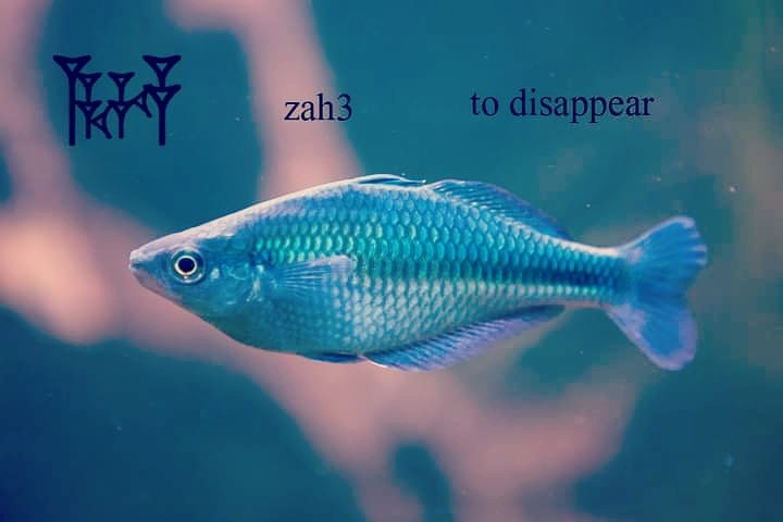 Shulgisumerian1's tweet photo. #Sumerian_language
#dumuzi
zah3/zah2: 'to disappear, to move away, etc' 
here were have Axha (ha an be read ku6 = fish)
As you say, a fish disappeaing deeper into the water seems to fit the semantic range of the word values associated with the sign. https://t.co/Czgoq06zjU
