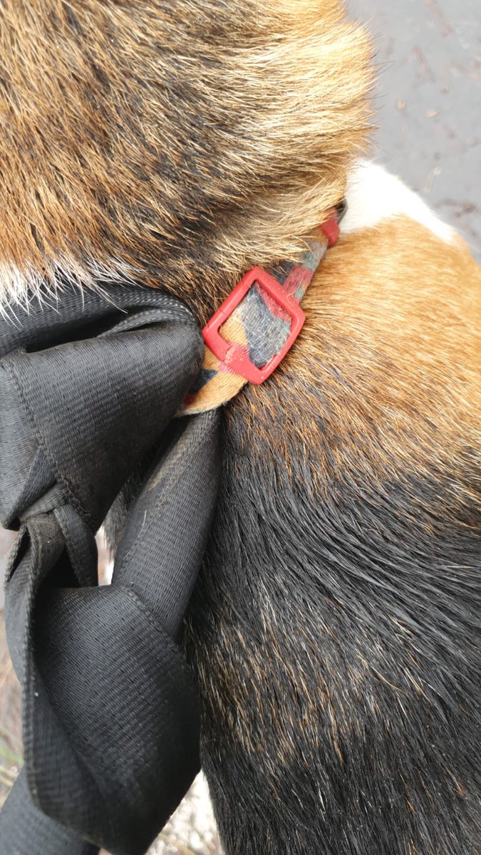 GranCanariaCab's tweet photo. Este beagle está en la cumbre perdido, sus propietarios pueden llamar al Cecopin para darle indicaciones para su recogida (928353443) https://t.co/ajoheZ9n5F