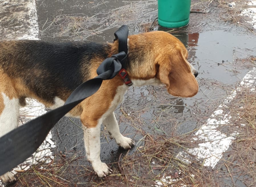 GranCanariaCab's tweet photo. Este beagle está en la cumbre perdido, sus propietarios pueden llamar al Cecopin para darle indicaciones para su recogida (928353443) https://t.co/ajoheZ9n5F