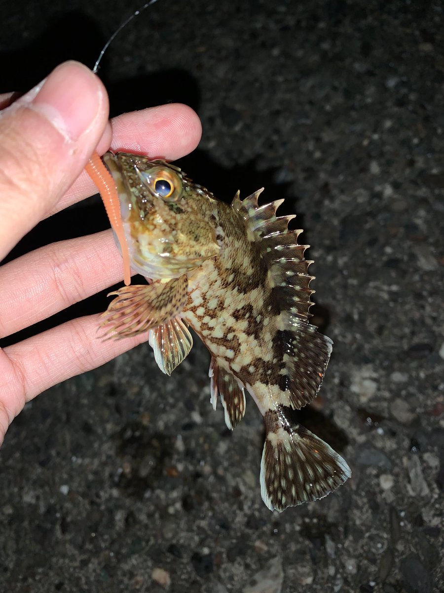 たくみ ショアジキ行ってガシラ シーバス行ってもガシラ ガシラしか釣れん ショアジキ ジグパラ ジグパラスロー ライトゲーム シーバス 月下美人 ビームスティック エコギア グラスミノー ガシラ カサゴ