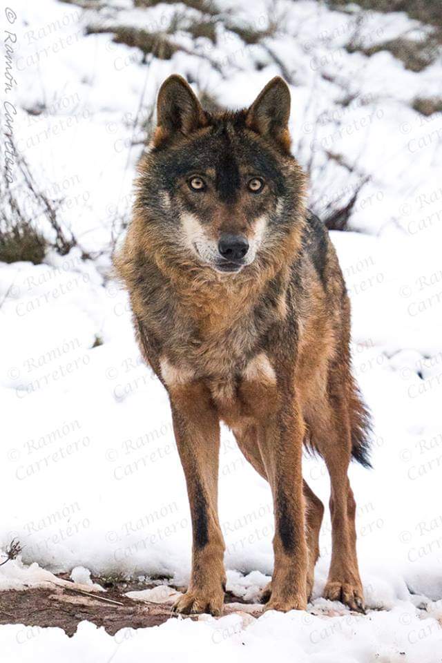 El lobo..finalmente el fantasma apareció ante nosotros. Por unos instantes me pareció vislumbrar en aquel bulto grisáceo la fealdad y la peligrosa apariencia que tantas veces me habían descrito, con toda emoción me llevé los prismáticos a los ojos.Ramon Carretero