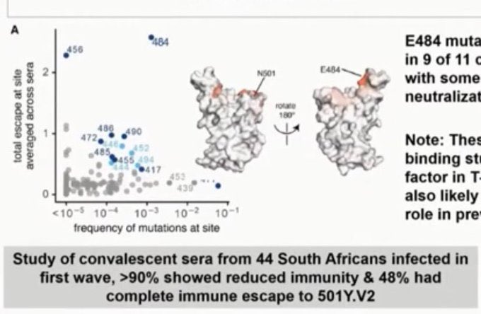 11) The study backs up recent laboratory data from South African researchers analyzing blood plasma from recovered patients. 48% was completely unable to block the  #B1351 pseudovirus in lab study.  https://www.biorxiv.org/content/10.1101/2021.01.18.427166v1.full.pdf