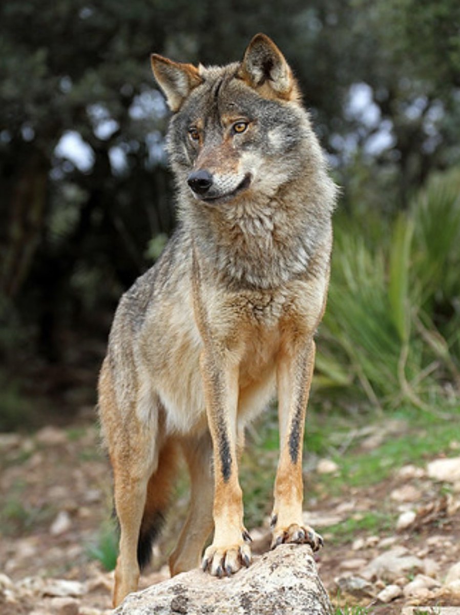 Aquella tarde decidí que todo lo que me habían contado sobre el lobo era falso, el lobo no podía ser cruel por capricho, y al fin y al cabo, el hombre no tenía derecho a convertirse en el dueño de la vida y de la muerte..Texto de Felix R .del Fuente.Ian MacFadyen.