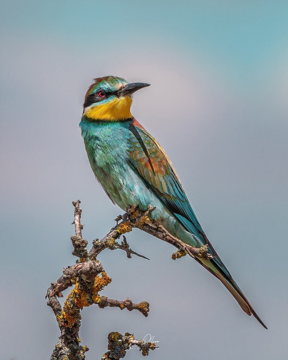 jolleroperea's tweet photo. Abejaruco Europeo en Mecerreyes. Una de las aves más coloridas que tenemos en la Península Ibérica

Datos de la captura 📸
F9
1/800
400mm
ISO100

#beeater #seo_birds #depajareo https://t.co/GsMJt4PHpo
