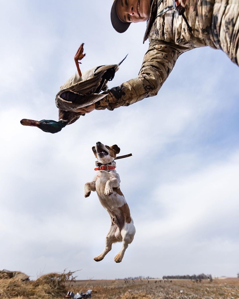 Gunner_Kennels's tweet photo. #GunnerEffect21 is live — to enter:
1. Share a photo on IG with #GunnerEffect21 + @gunnerkennels
2. Upload your photos via the form on our website
Rules, details, and prizes at this link: https://t.co/QMoNDXsKr0
📸 Gator Brittingham | #GunnerEffect20 Finalist
#GunnerDogs https://t.co/OvGj32JYqd