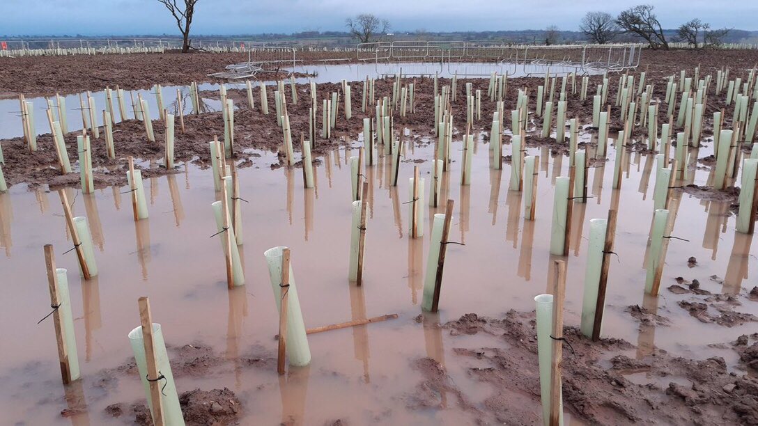 One thing that gullible MPs must stop believing is the HS2 claim to be planting thousands of trees to replace the woodlands and forests being destroyed. HS2 plants tiny saplings, far too close together for any to thrive, then walk away with zero maintenance. This is the reality.