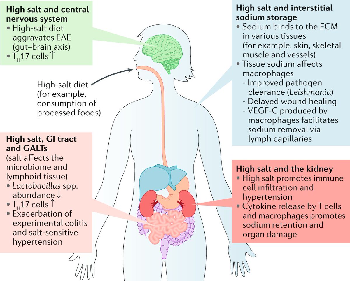 NatRevNeph's tweet photo. The effect of salt on immune cells https://t.co/9RsUgr7ooI https://t.co/dcbatzedsI