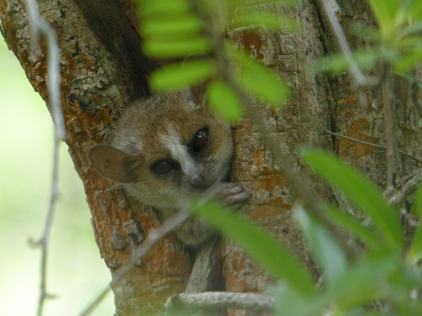 FoliaPrimatol's tweet photo. Fietz studied the body mass of #greymouselemurs &amp; found that males had a significant increase in #bodymass over the dry season &amp; females had a significant decrease.

This suggests that males &amp; females have unique #activitypatterns during the #dryseason. 

https://t.co/5CJKc037J1 https://t.co/tTA7vAbFtz