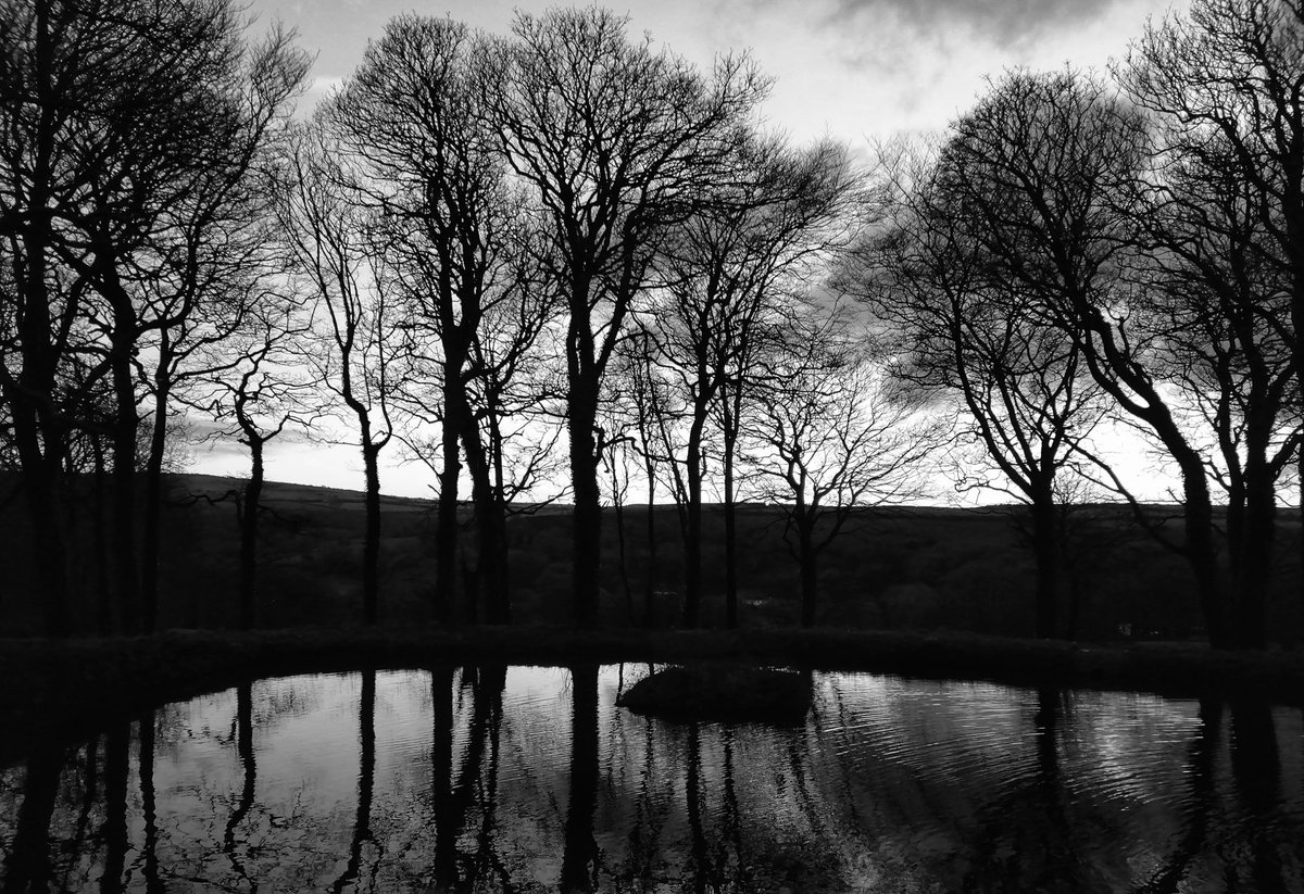 bmrees's tweet photo. Lungs of the world #Trees #BronchialTree #nature #BlackandWhite #Pembrokeshire #Hyfred https://t.co/P4PgBduSJ8