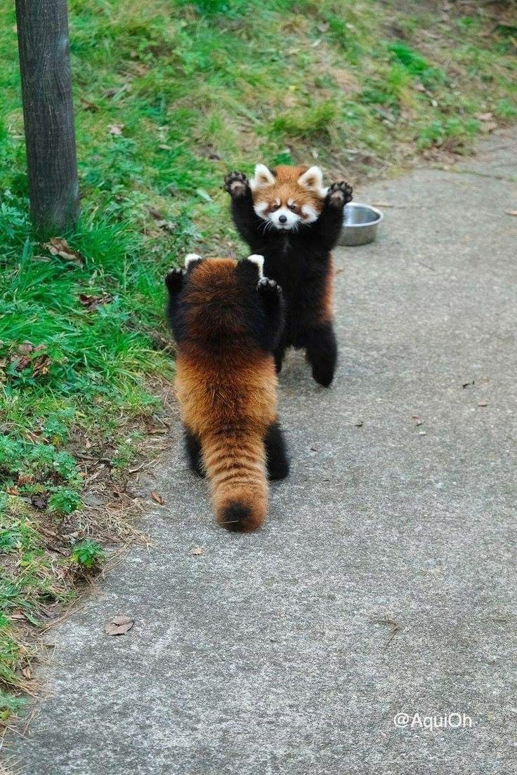 Et puis grâce à <a href="/ProffeTania/">Tania 🌈</a>, je réalise que vous avez aussi besoin de pandas roux 💓