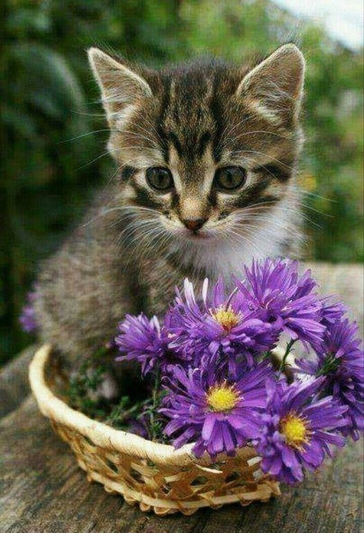 💞💞💞Cute kitty, love it! !